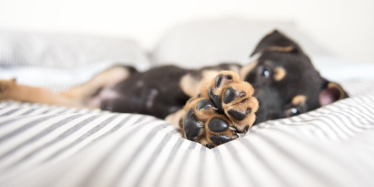 Dog Nutritional Needs to Help Pets Recover Faster from Paw Pad Issues