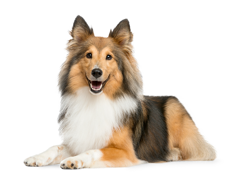 hero-dog